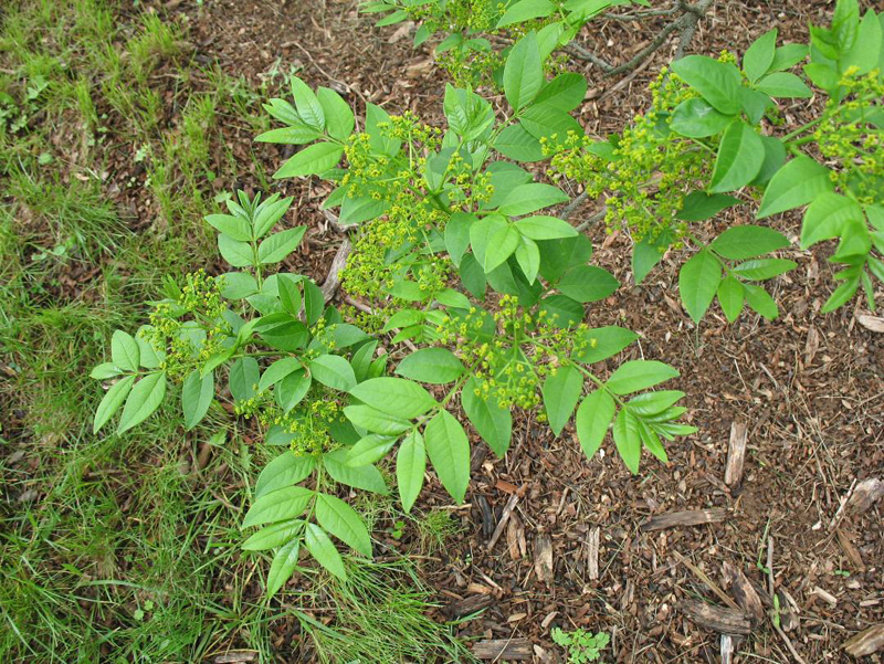 Zanthoxylum coreanum / Zanthoxylum coreanum