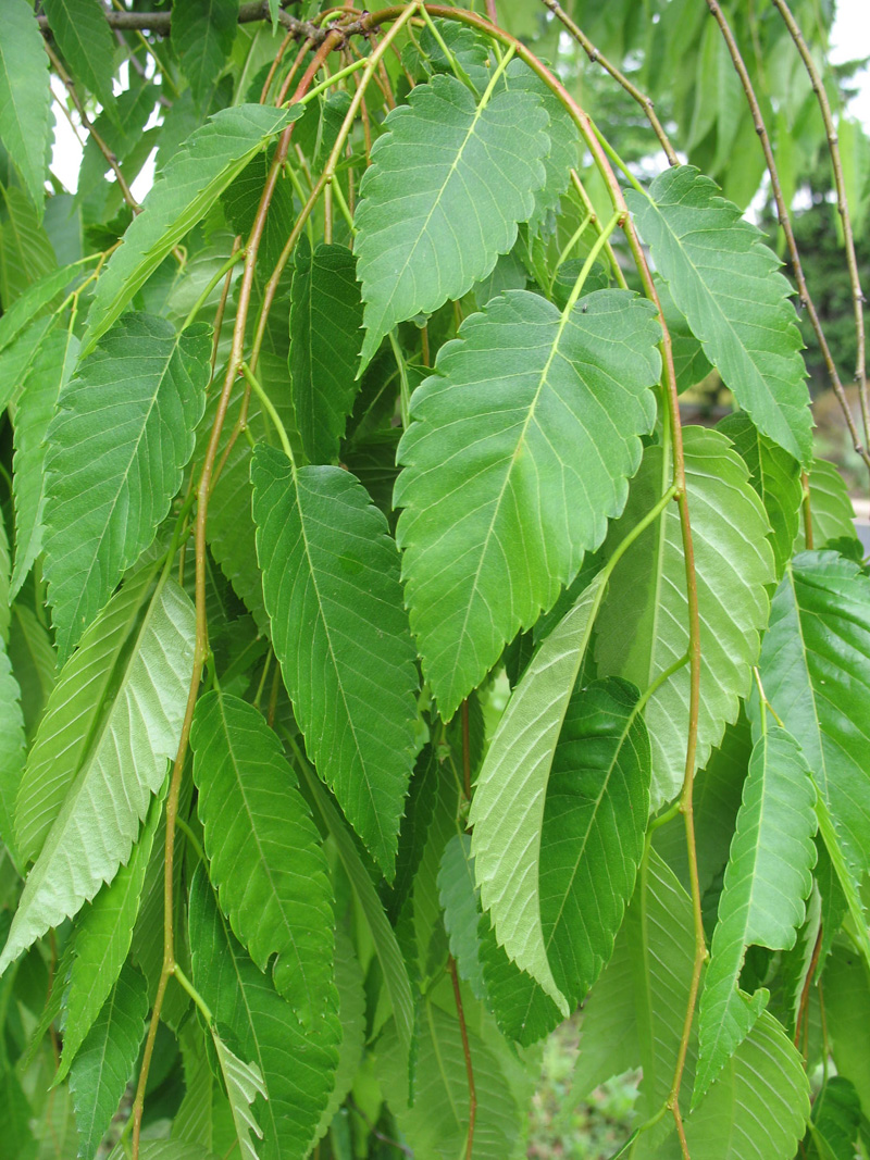 Zelkova serrata 'Pendula' / Weeping Zelkova