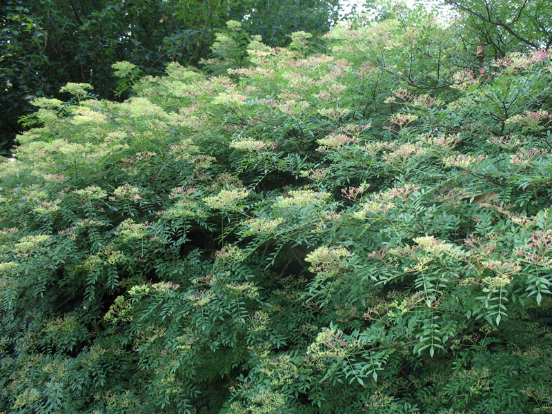 Zanthoxylum schinifolium  / Prickly-Ash