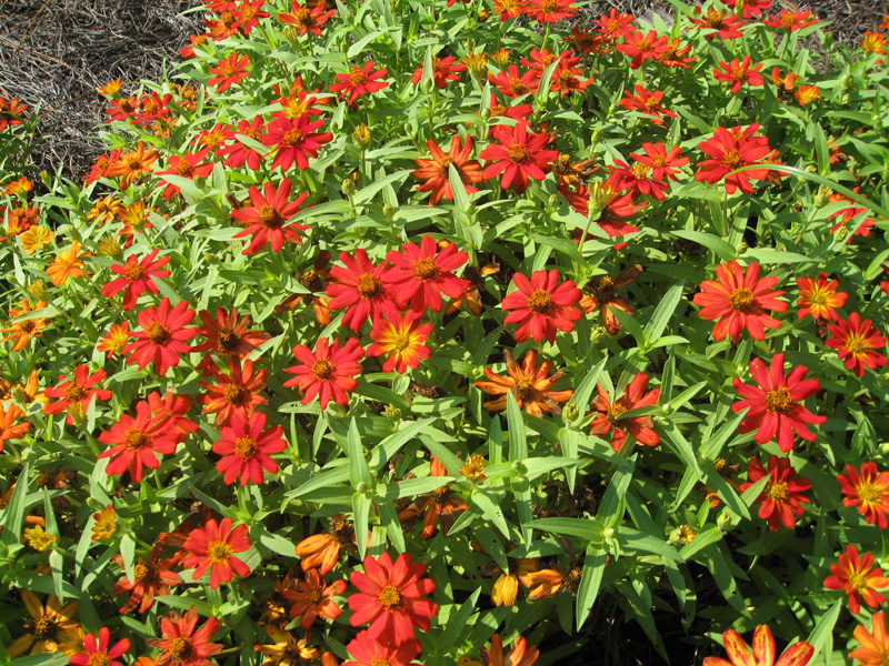 Zinnia marylandica  / Zinnia 'Zahara' Series