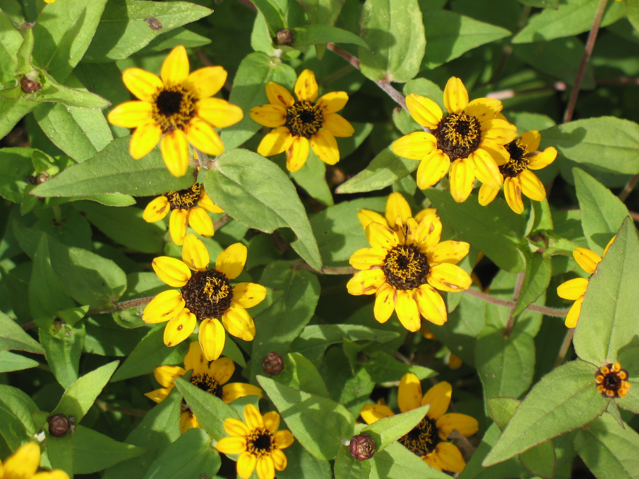Zinnia 'Solcito'  / Zinnia 'Solcito' 