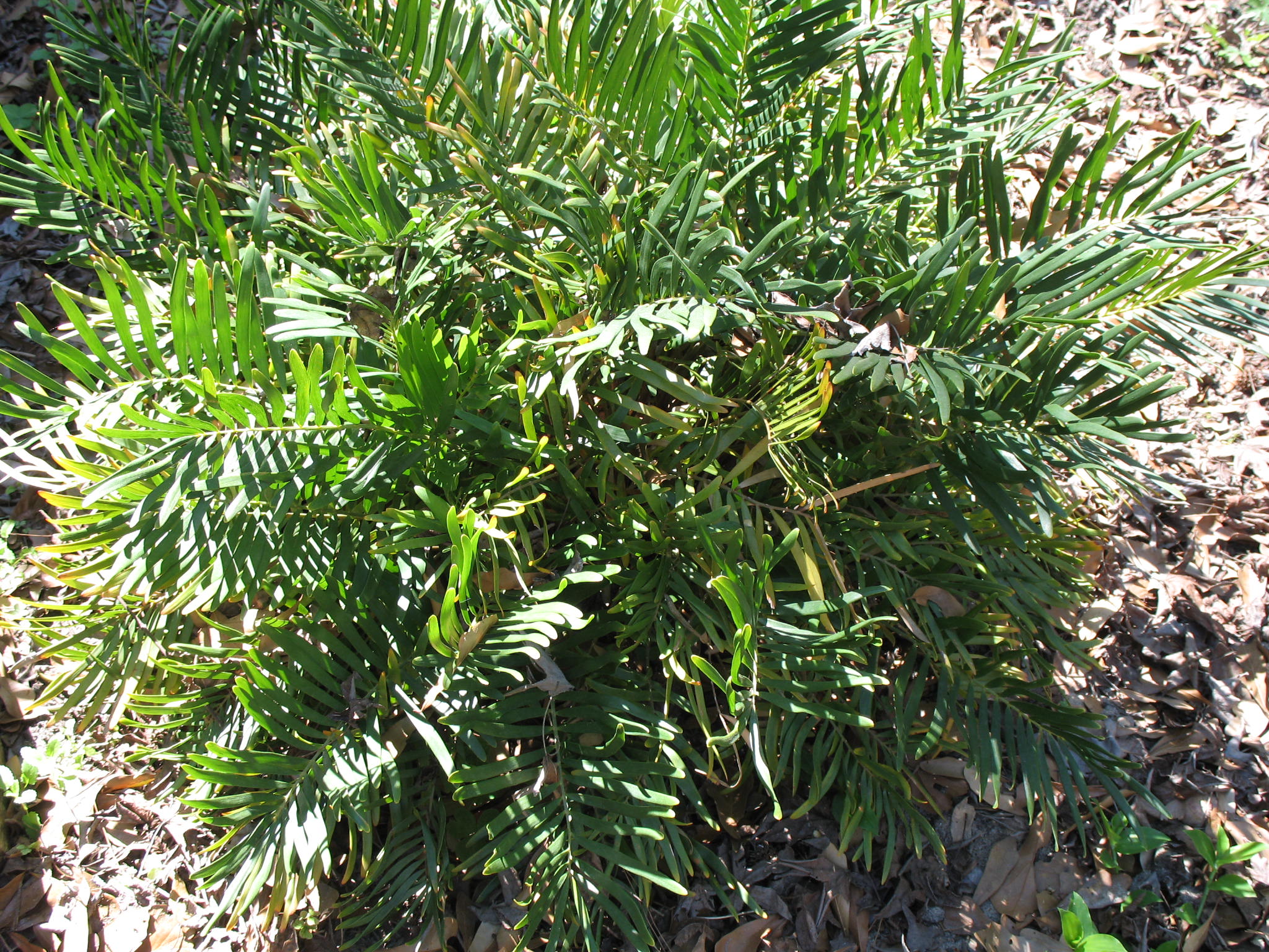 Zamia floridana / Zamia floridana
