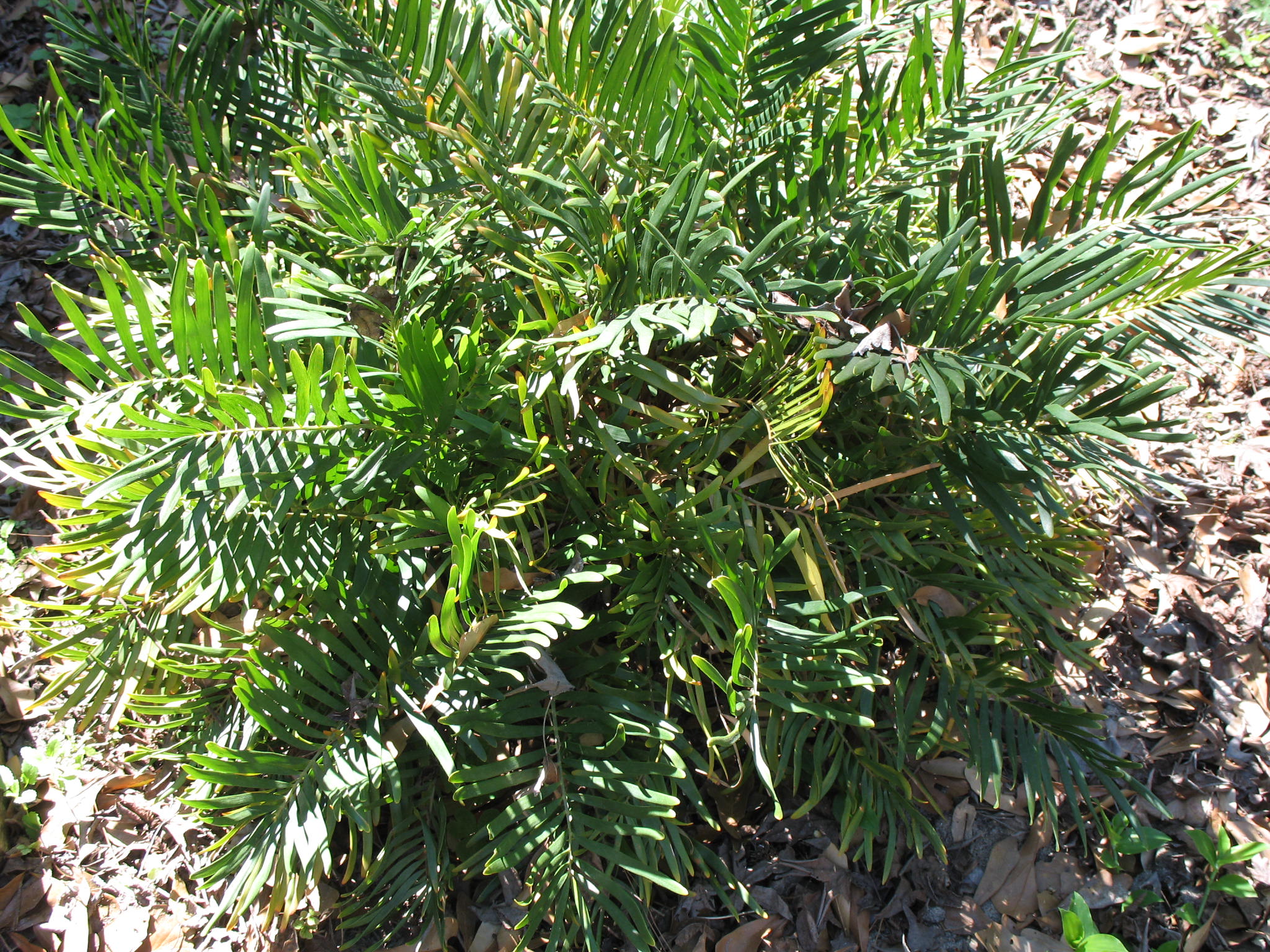 Zamia floridana / Coontie