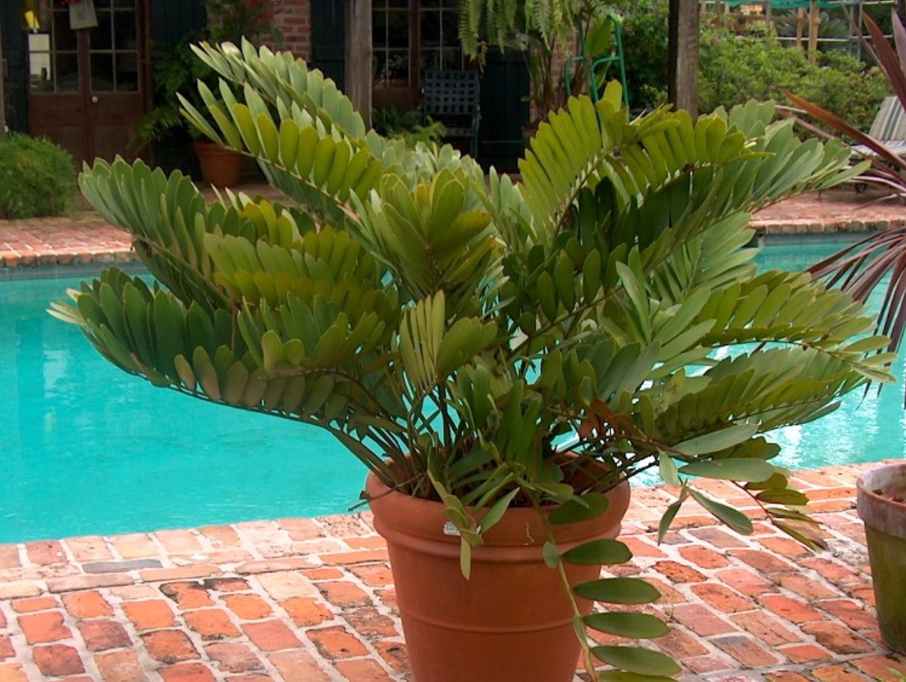 Zamia furfuraceae / Zamia furfuraceae