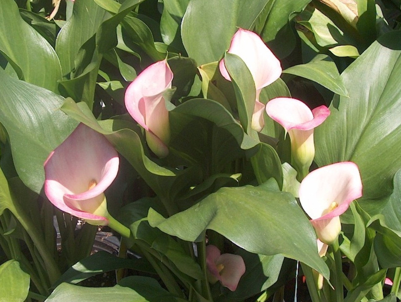 Zantedeschia aethiopica / Calla Lily