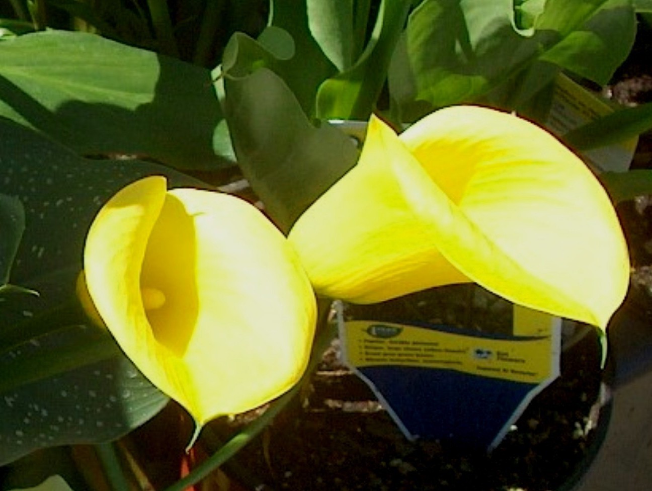 Zantedeschia elliottiana   / Yellow Calla Lily