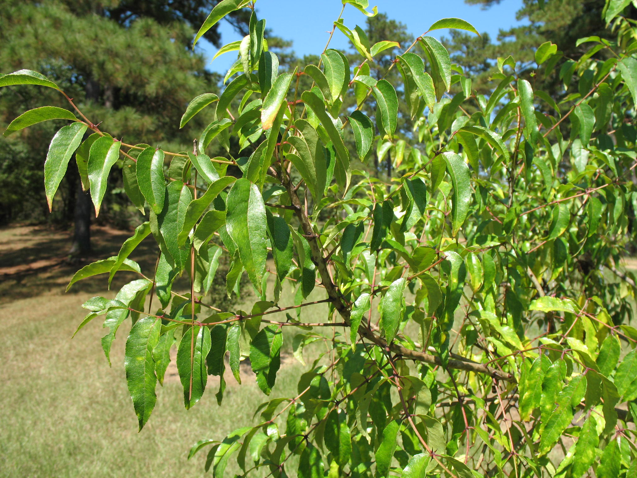 Zanthoxylum americanum / Hercules' Club, Toothache Tree