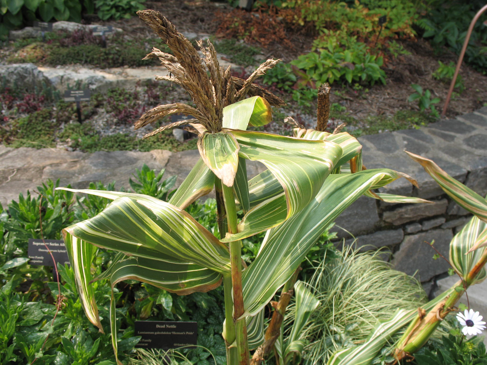 Zea mays 'Tiger Cub'   / Ornamental Corn