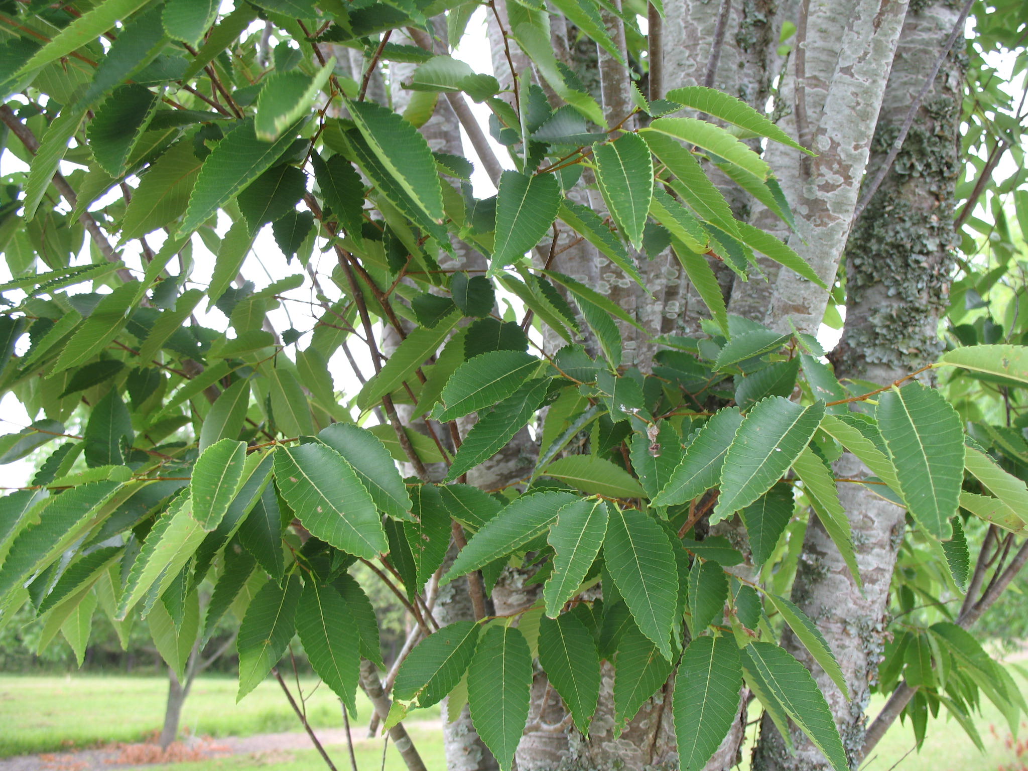 Zelkova serrate  / Zelkova serrate 
