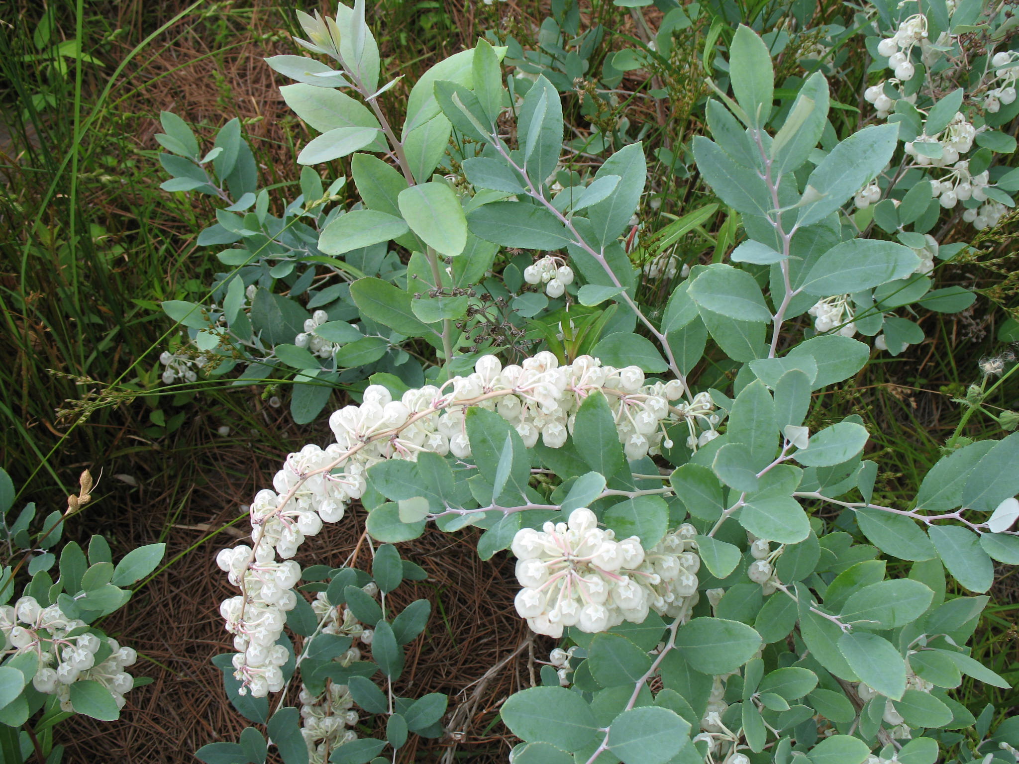 Zenobia pulverulenta 'Woodlander's Blue'  / Zenobia pulverulenta 'Woodlander's Blue' 