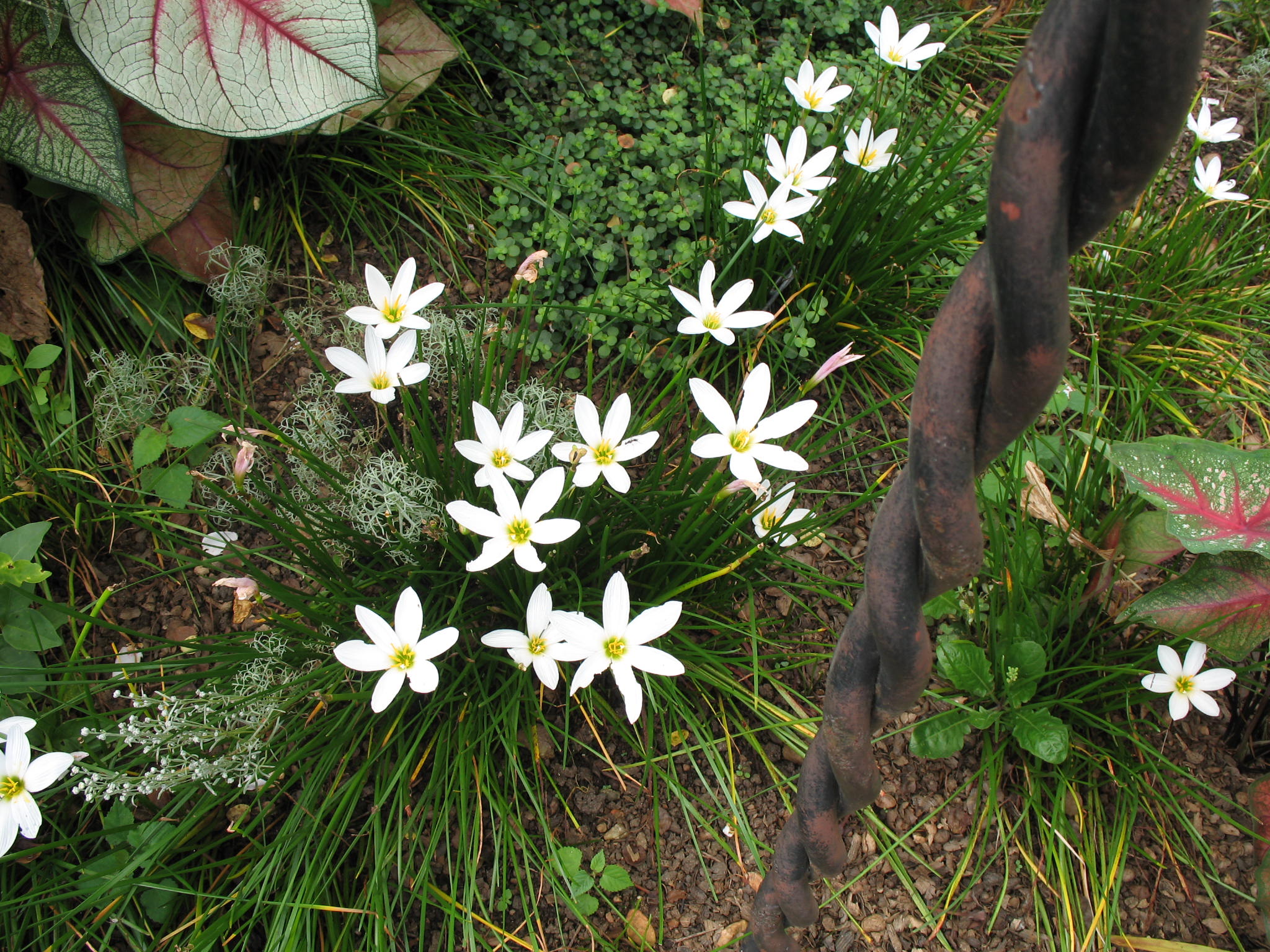 Zephyranthes candida / White Rain Lily