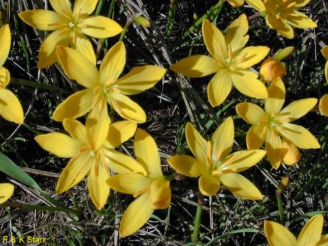 Zephyranthes citrina / Yellow Rain Lily