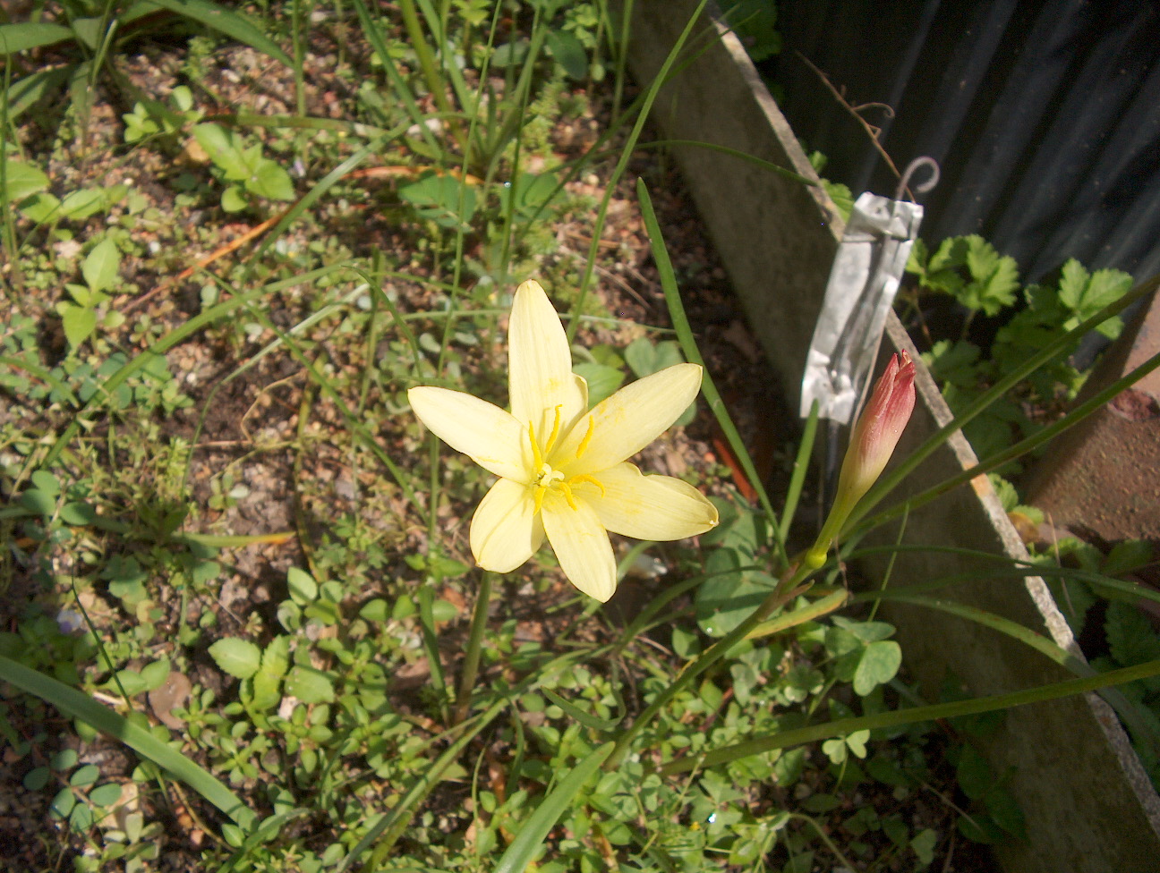 Zephyranthes primulina / Yellow Rain Lily
