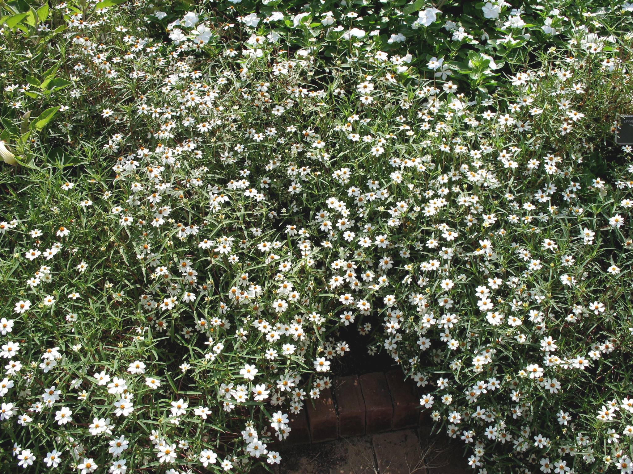 Zinnia angustifolia 'White Star'  / White Zinnia