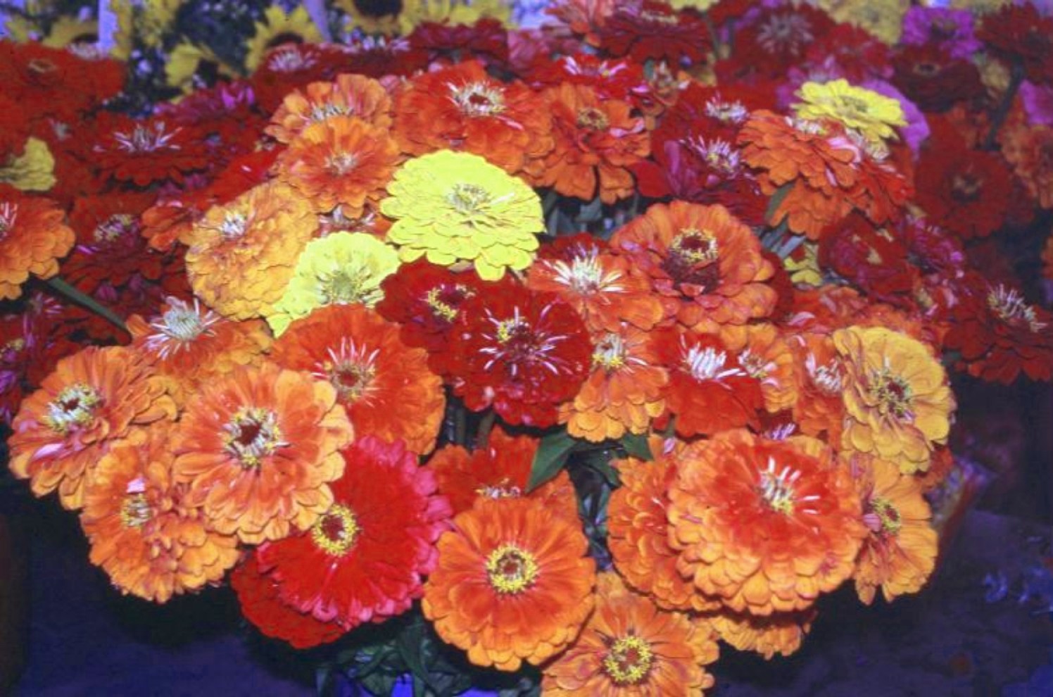 Zinnia elegans / Zinnia elegans