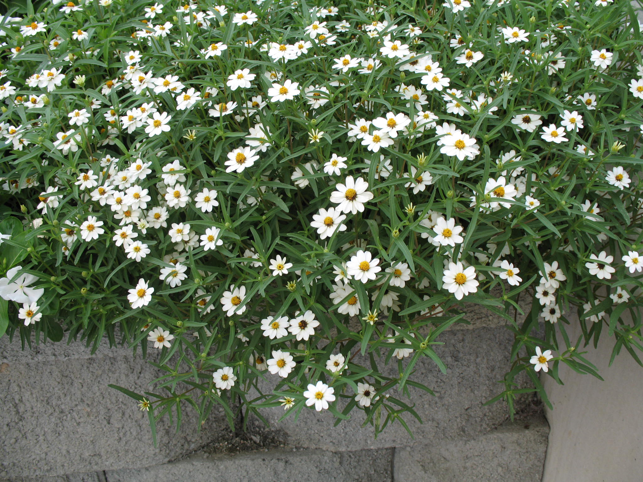 Zinnia linearis / Zinnia