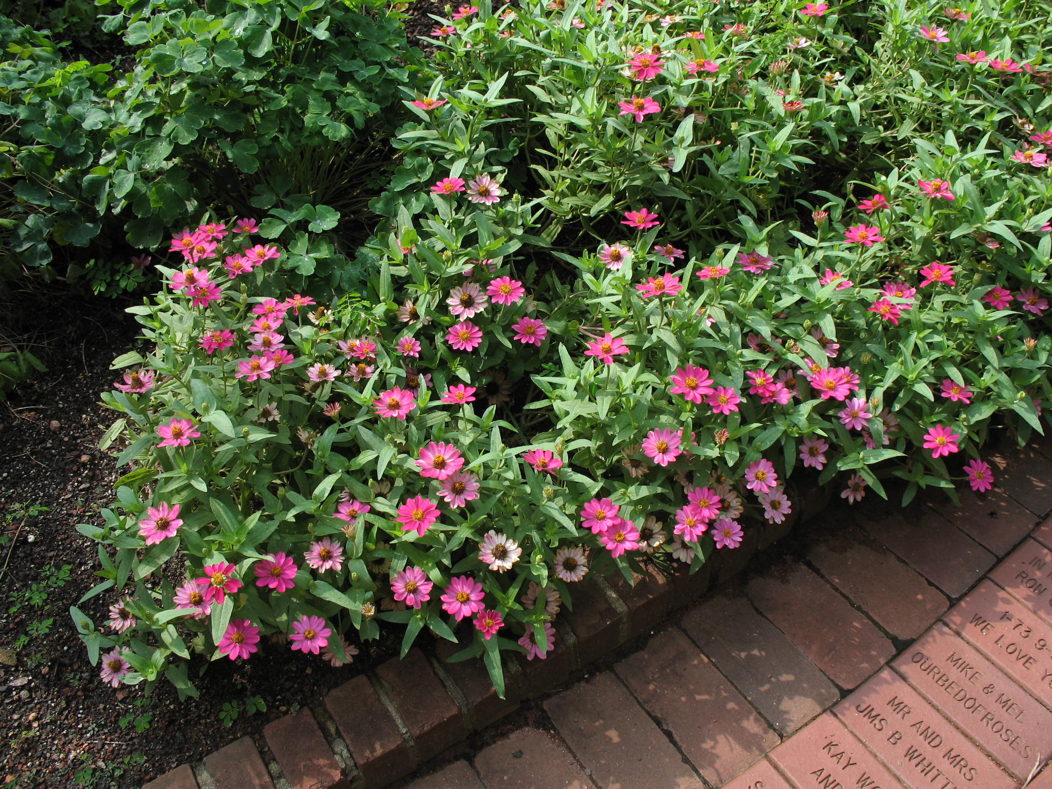 Zinnia species / Zinnia species