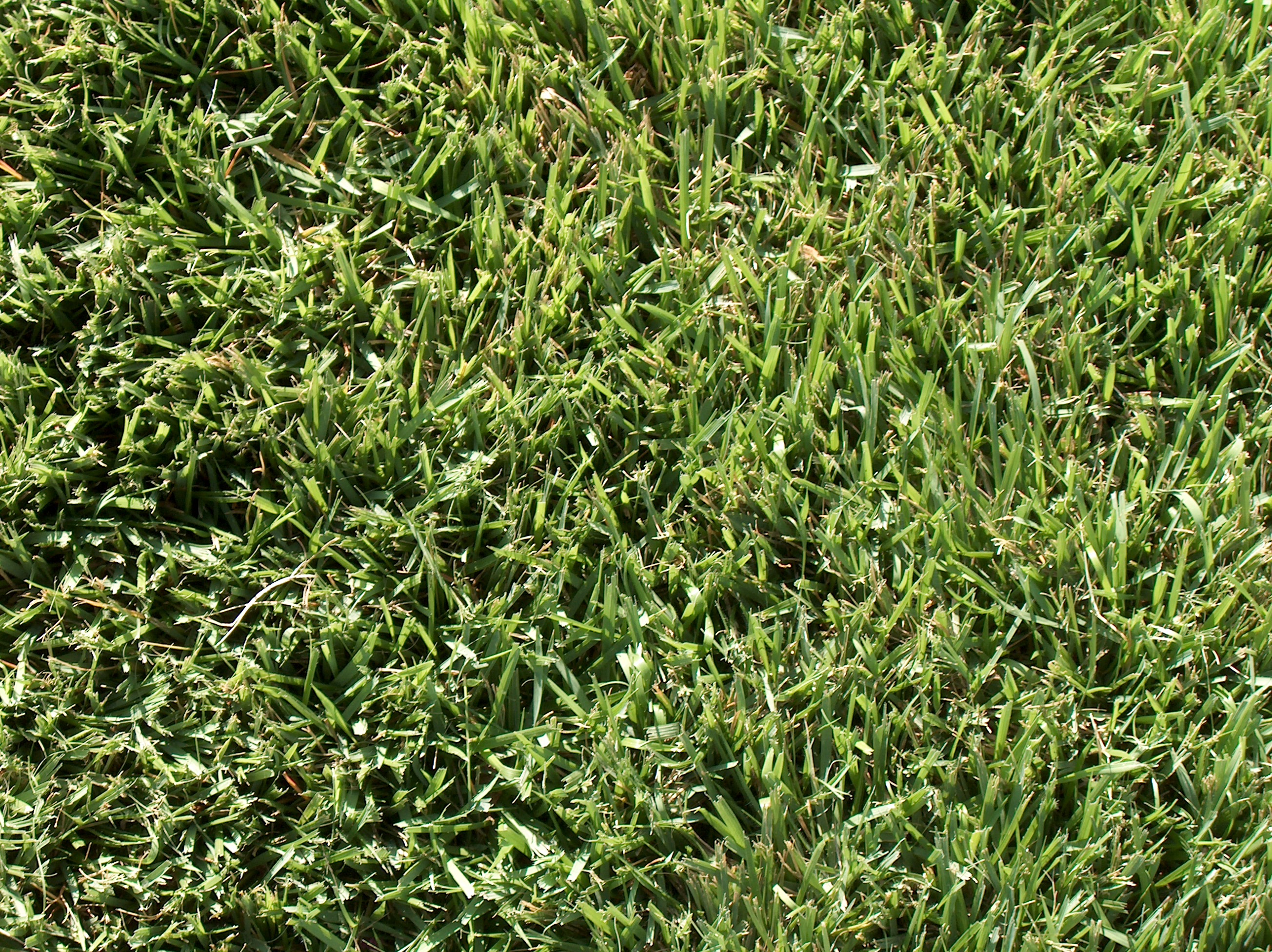 Zoysia species / Zoysia species