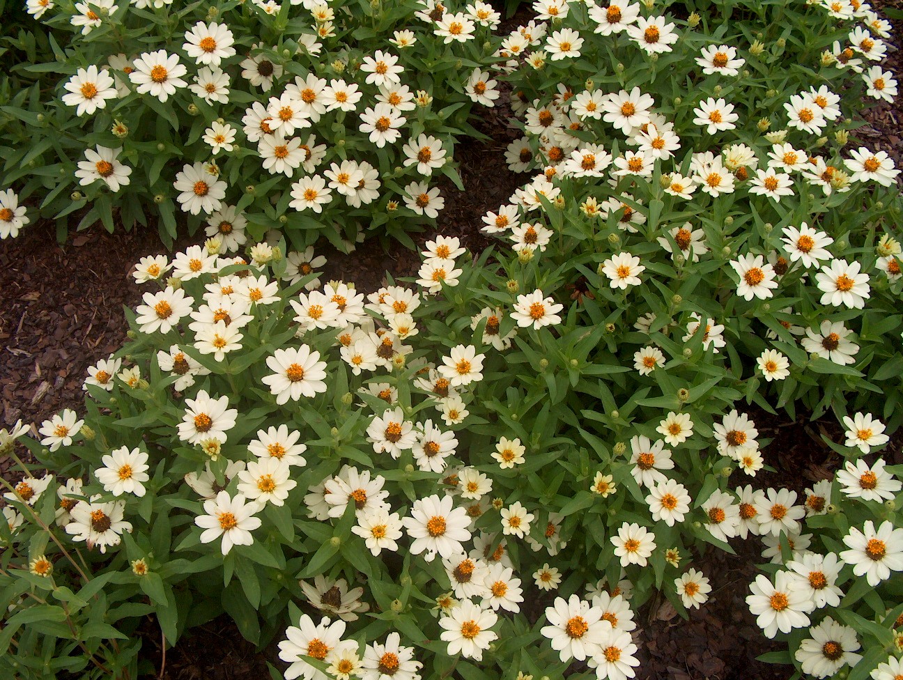 Zinnia angustifolia 'Profusion Knee High White' / Zinnia