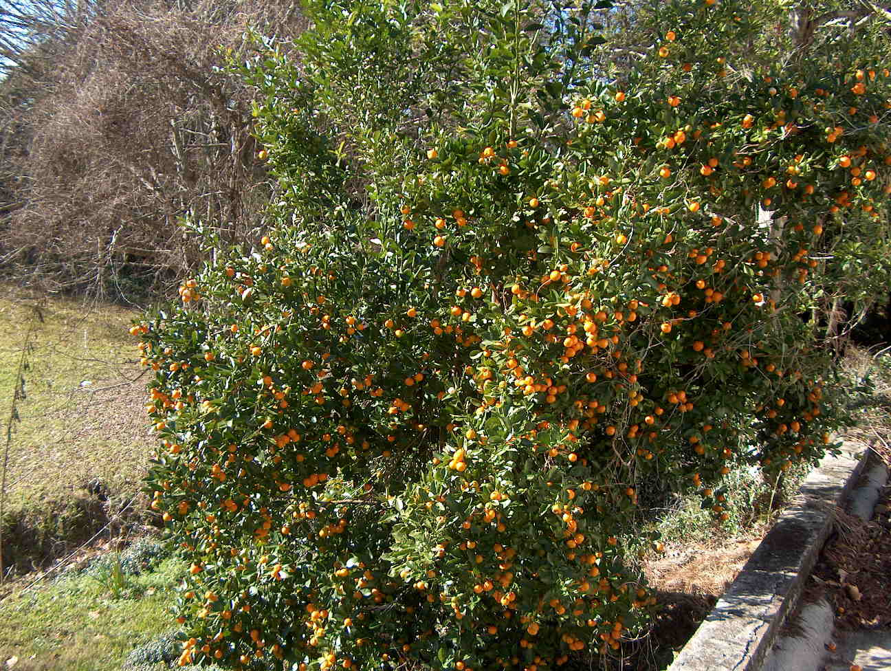 x Citrofortunella microcarpa / Calamondin