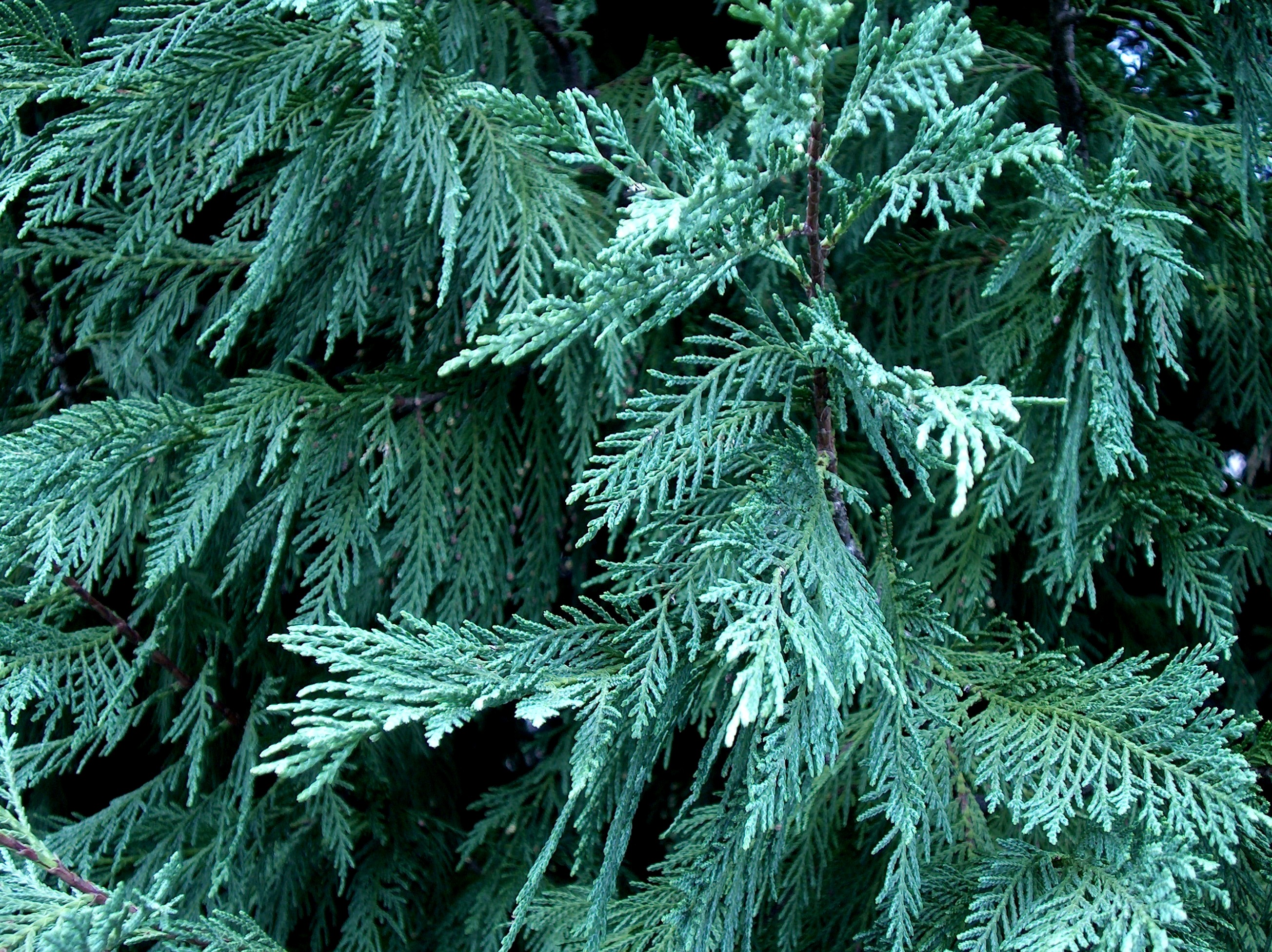 x Cupressocyparis leylandii  / Leyland Cypress