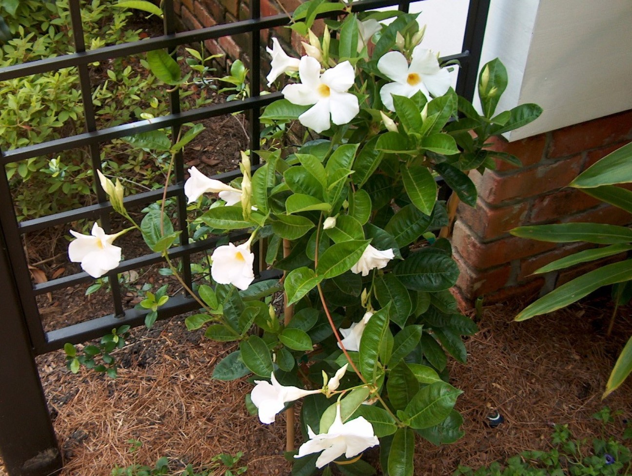 trellis flowering white vines for garden trellis on growing vine White flowering a