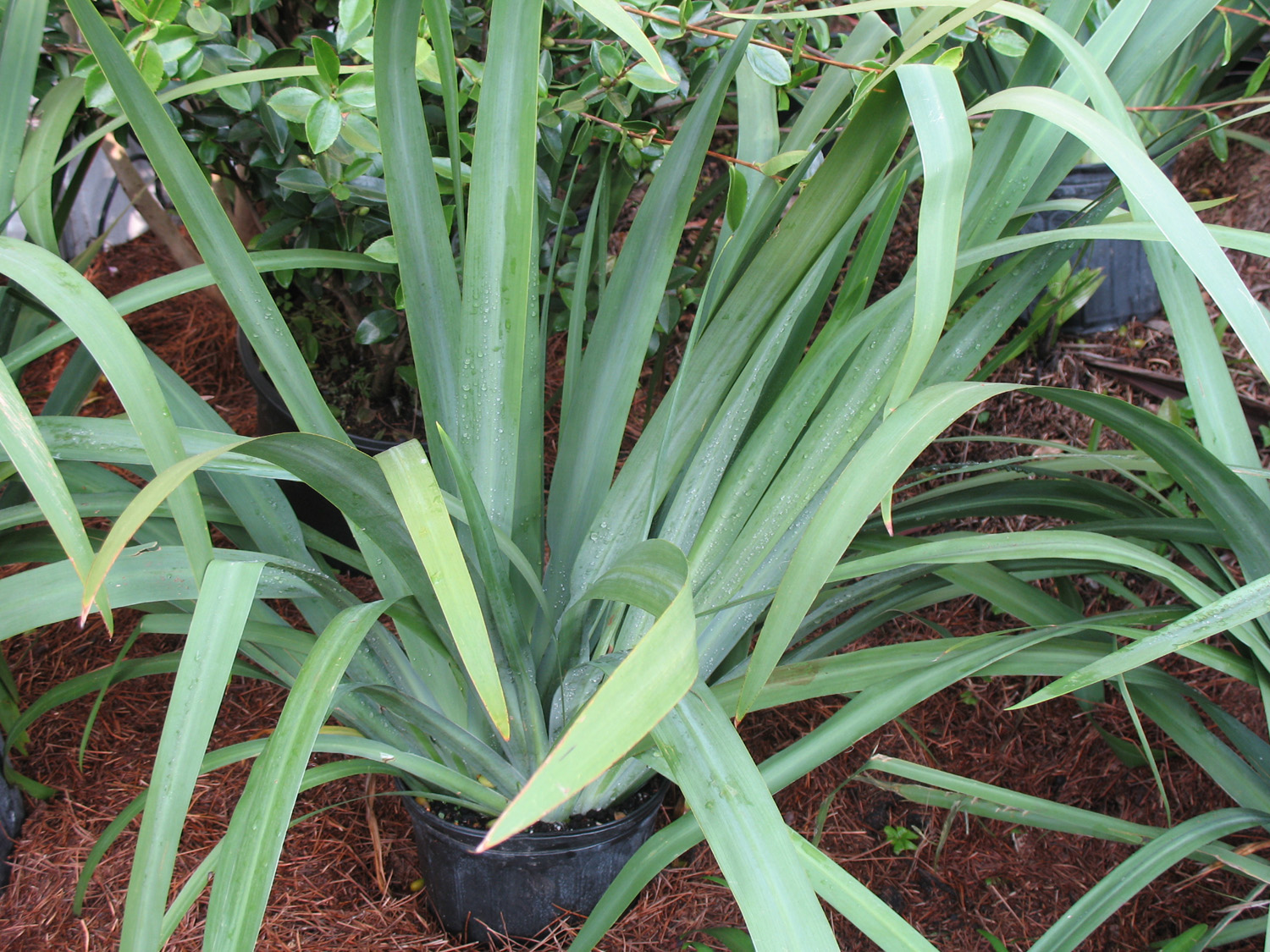 Online Plant Guide - Neomarica caerulea 'Regina' / Giant Apostle's Iris