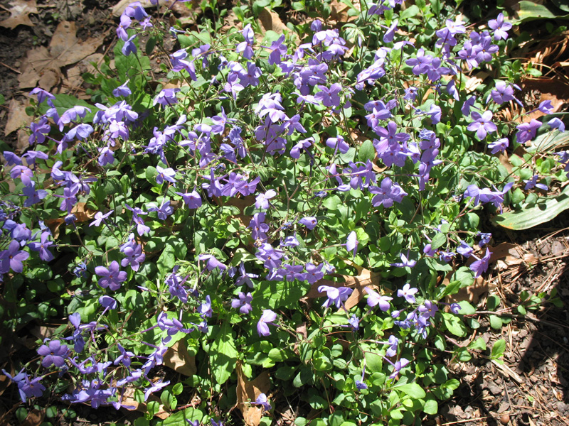 Online Plant Guide - Phlox stolonifera 'Sherwood Purple' / 'Sherwood ...